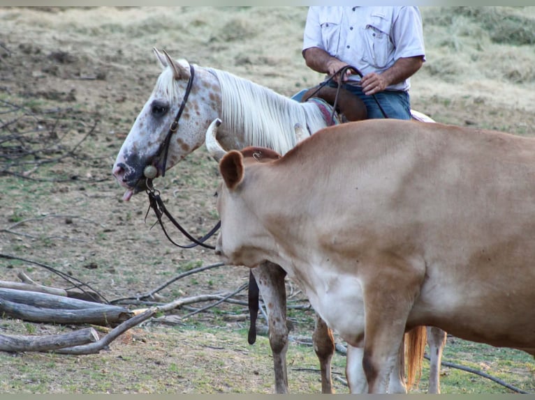 Appaloosa Wallach 7 Jahre Tigerschecke in Whitesboro