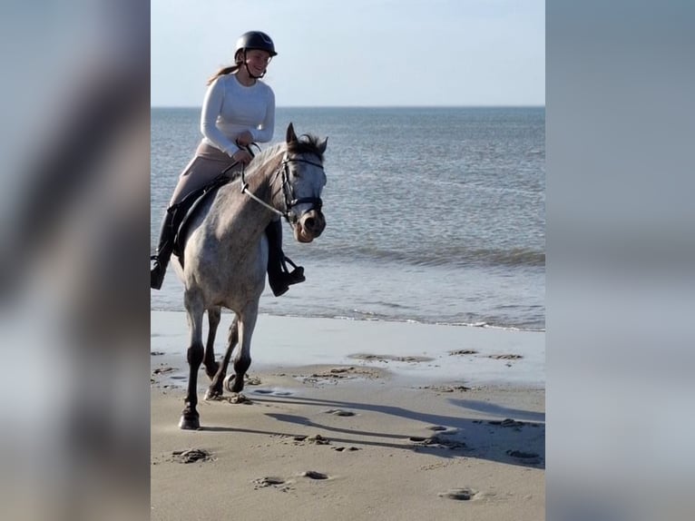 Appaloosa Wallach 8 Jahre 143 cm Tigerschecke in Laarne