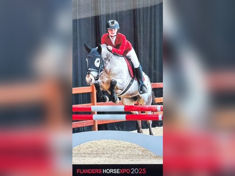 Appaloosa Wallach 8 Jahre 143 cm Tigerschecke in Laarne