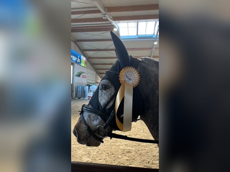 Appaloosa Wallach 8 Jahre 143 cm Tigerschecke in Laarne