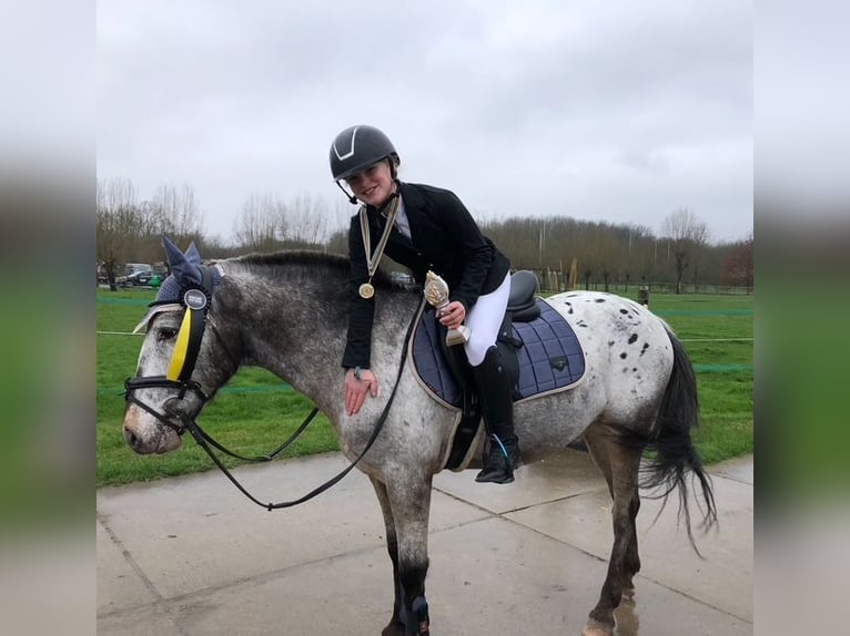 Appaloosa Wallach 8 Jahre 143 cm Tigerschecke in Laarne