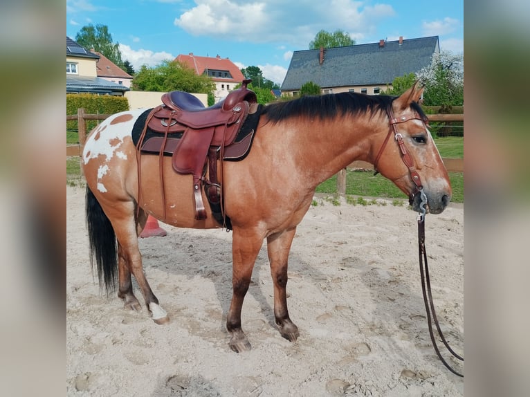 Appaloosa Wallach 8 Jahre 147 cm Rotbrauner in Leutersdorf