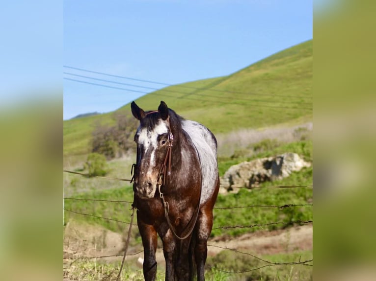 Appaloosa Wallach 8 Jahre 147 cm Rotbrauner in Tres Pinos