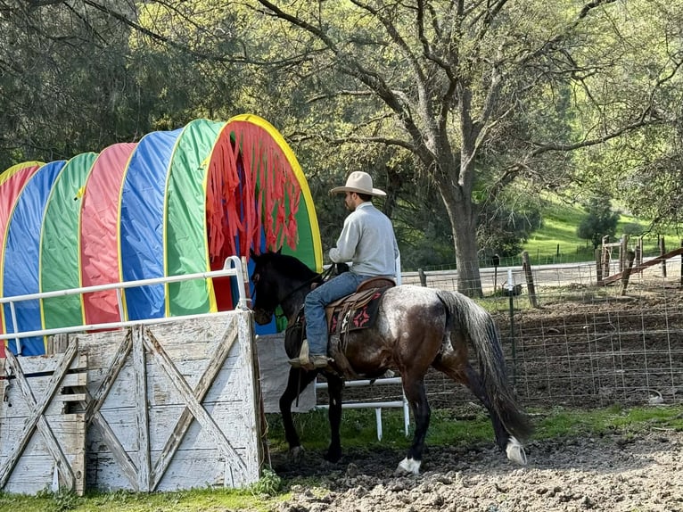 Appaloosa Wallach 8 Jahre 147 cm Rotbrauner in Tres Pinos