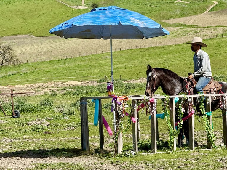 Appaloosa Wallach 8 Jahre 147 cm Rotbrauner in Tres Pinos