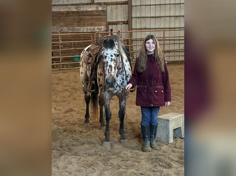 Appaloosa Wallach 8 Jahre 150 cm Tigerschecke in Princeville