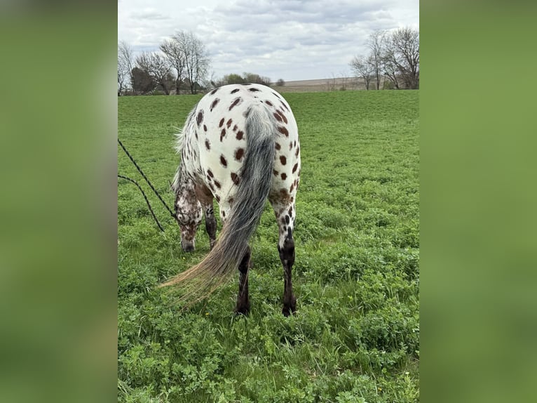 Appaloosa Wallach 8 Jahre 150 cm Tigerschecke in Princeville