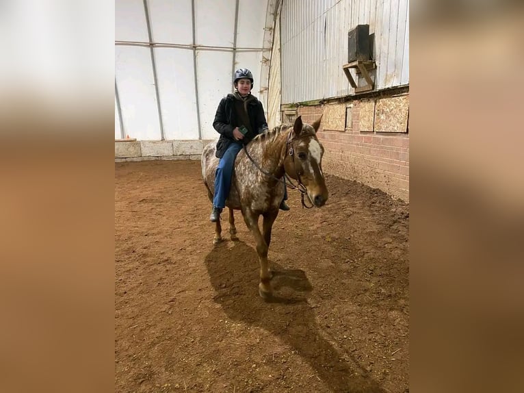 Appaloosa Wallach 8 Jahre 152 cm Braunfalbschimmel in Grebenhain