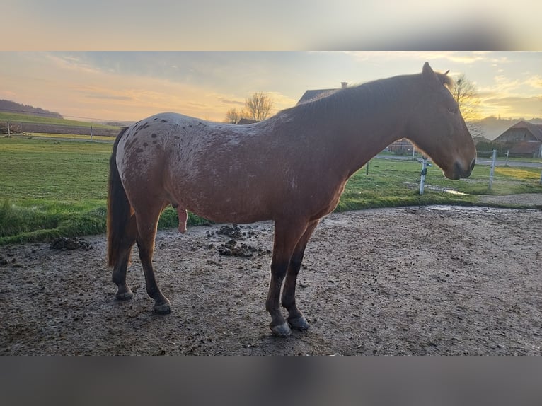 Appaloosa Mix Wallach 8 Jahre 152 cm in Deutsch Goritz