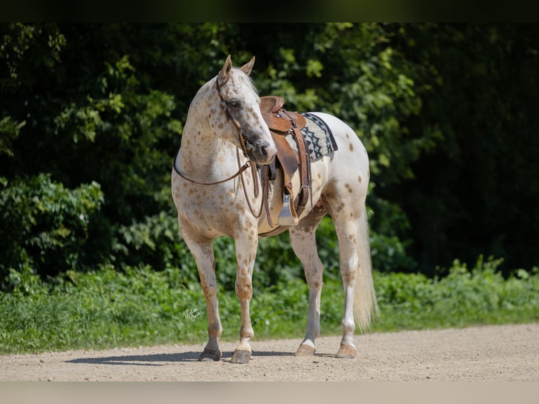 Appaloosa Wallach 8 Jahre 152 cm Palomino in Cannon Falls