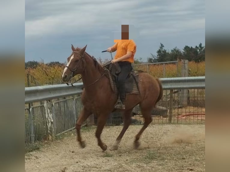Appaloosa Wallach 8 Jahre 153 cm Fuchs in Générac