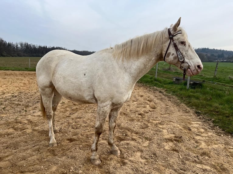 Appaloosa Wallach 8 Jahre 154 cm  in Nalbach