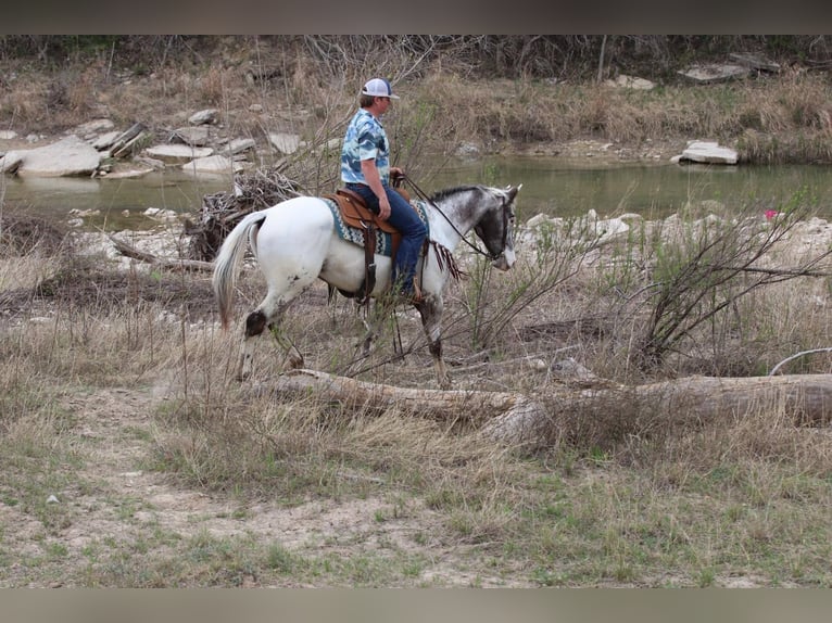 Appaloosa Wallach 8 Jahre 155 cm Rappe in Lipan TX