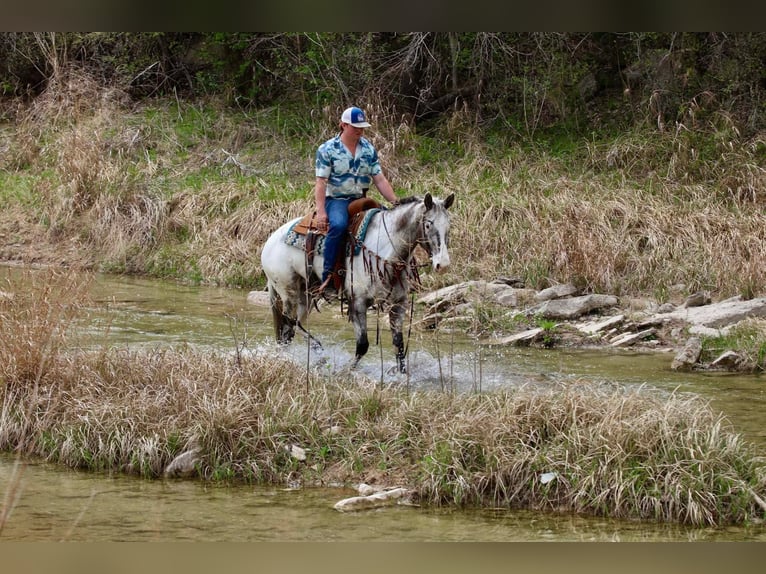 Appaloosa Wallach 8 Jahre 155 cm Rappe in Lipan TX