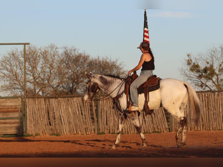 Appaloosa Wallach 8 Jahre 155 cm Rappe in Lipan TX