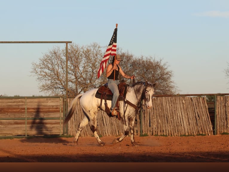 Appaloosa Wallach 8 Jahre 155 cm Rappe in Lipan TX