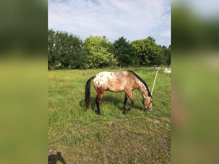 Appaloosa Wallach 8 Jahre 156 cm Roan-Bay in Kirchlinteln