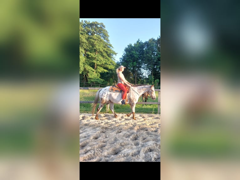 Appaloosa Wallach 8 Jahre 156 cm Roan-Bay in Kirchlinteln