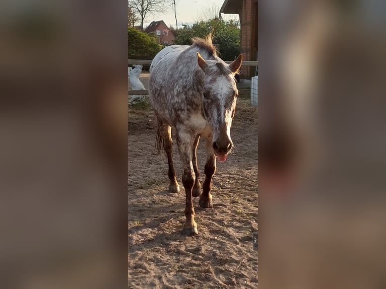 Appaloosa Wallach 8 Jahre 156 cm Roan-Bay in Kirchlinteln