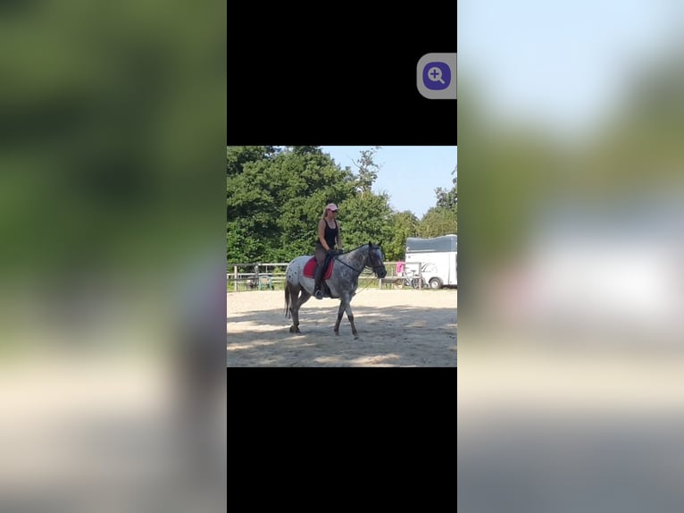 Appaloosa Wallach 8 Jahre 156 cm Roan-Bay in Kirchlinteln