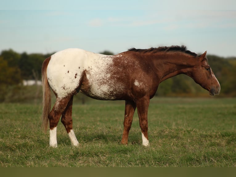 Appaloosa Wallach 8 Jahre 157 cm Dunkelfuchs in Baxter Springs