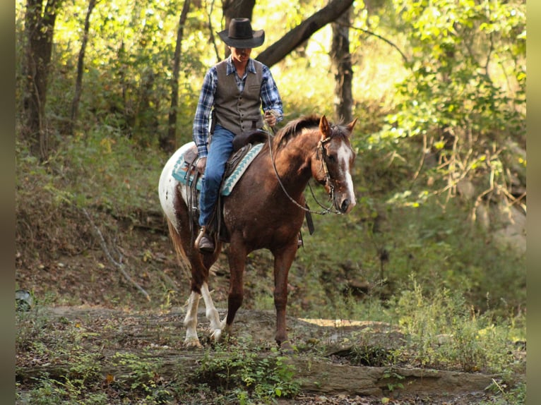Appaloosa Wallach 8 Jahre 157 cm Dunkelfuchs in Baxter Springs Appaloosa Wallach 8 Jahre 157 cm Dunkelfuchs in Baxter Springs