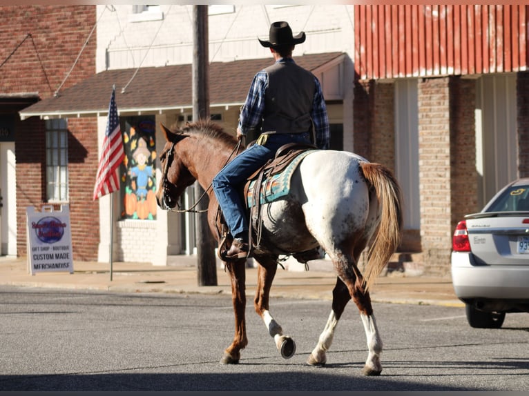 Appaloosa Wallach 8 Jahre 157 cm Dunkelfuchs in Baxter Springs Appaloosa Wallach 8 Jahre 157 cm Dunkelfuchs in Baxter Springs