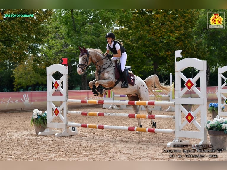 Appaloosa Wallach 8 Jahre 165 cm in Ghezzano