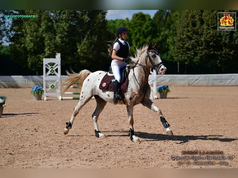 Appaloosa Wallach 8 Jahre 165 cm in Ghezzano