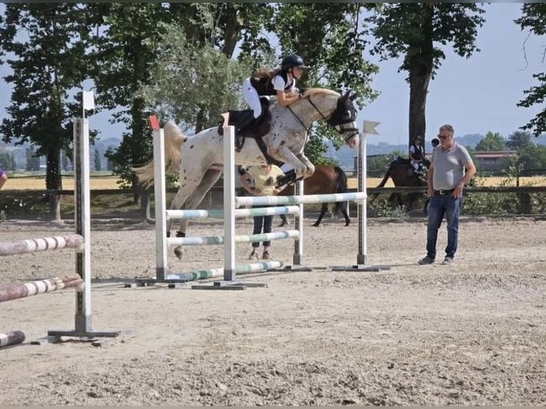 Appaloosa Wallach 8 Jahre 165 cm in Ghezzano