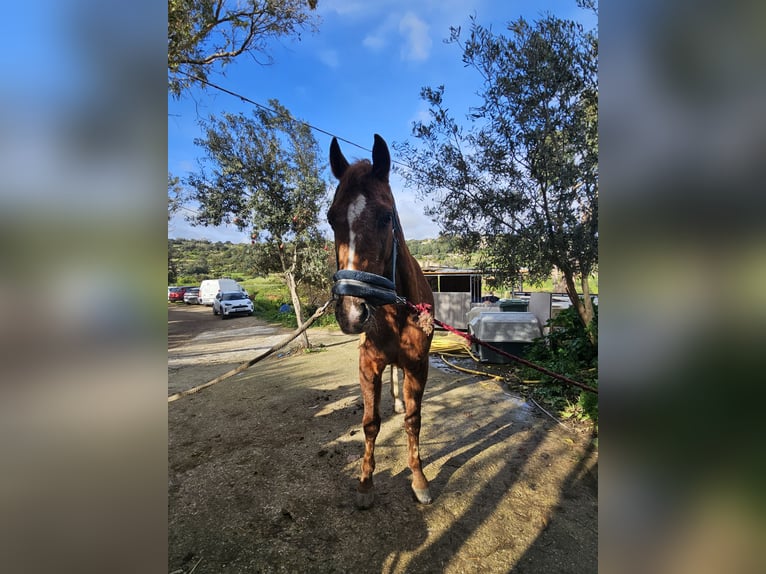 Appaloosa Wallach 8 Jahre Brauner in Rabat