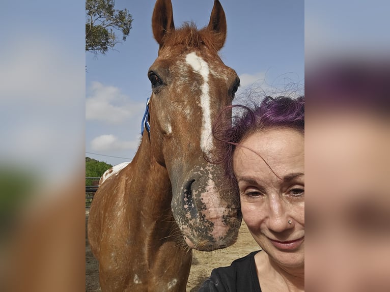 Appaloosa Wallach 8 Jahre Brauner in Rabat