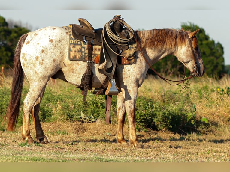 Appaloosa Wallach 8 Jahre Roan-Red in Ryan