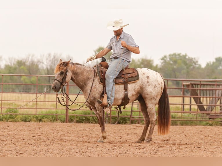 Appaloosa Wallach 8 Jahre Roan-Red in Ryan
