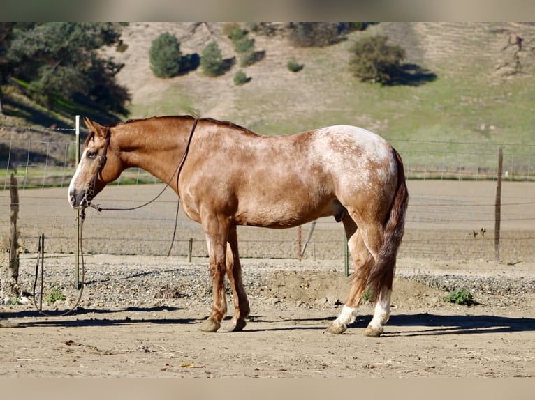 Appaloosa Wallach 8 Jahre Roan-Red in Tres Pinos