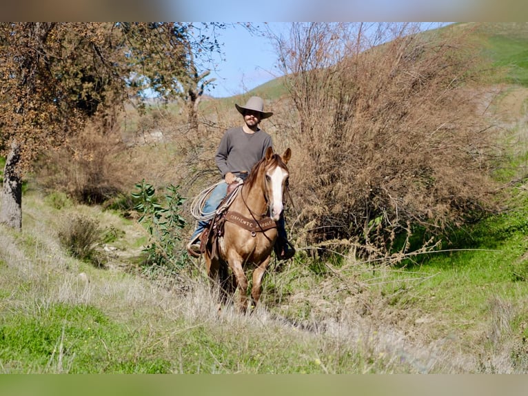 Appaloosa Wallach 8 Jahre Roan-Red in Tres Pinos