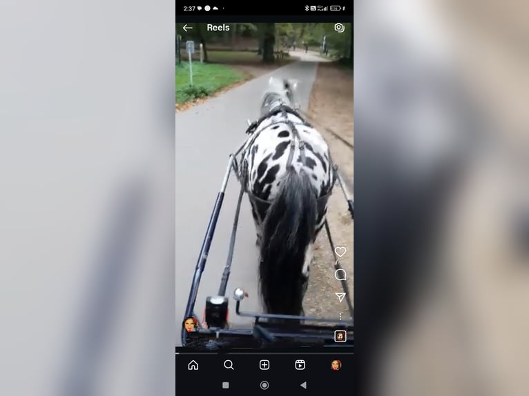 Appaloosa Wallach 9 Jahre 107 cm Tigerschecke in Averbode