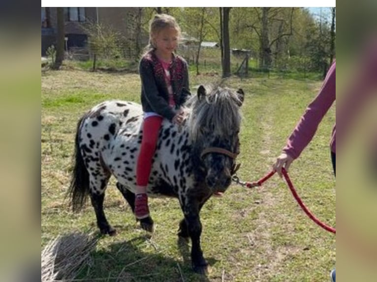 Appaloosa Wallach 9 Jahre 107 cm Tigerschecke in Averbode