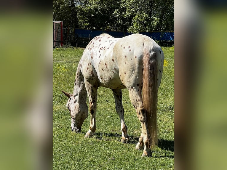 Appaloosa Wallach 9 Jahre 149 cm Tigerschecke in Paganica Aq