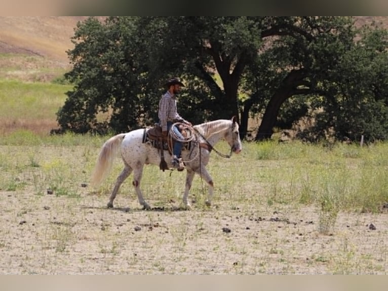Appaloosa Wallach 9 Jahre 150 cm Rotfuchs in Tres Pinos