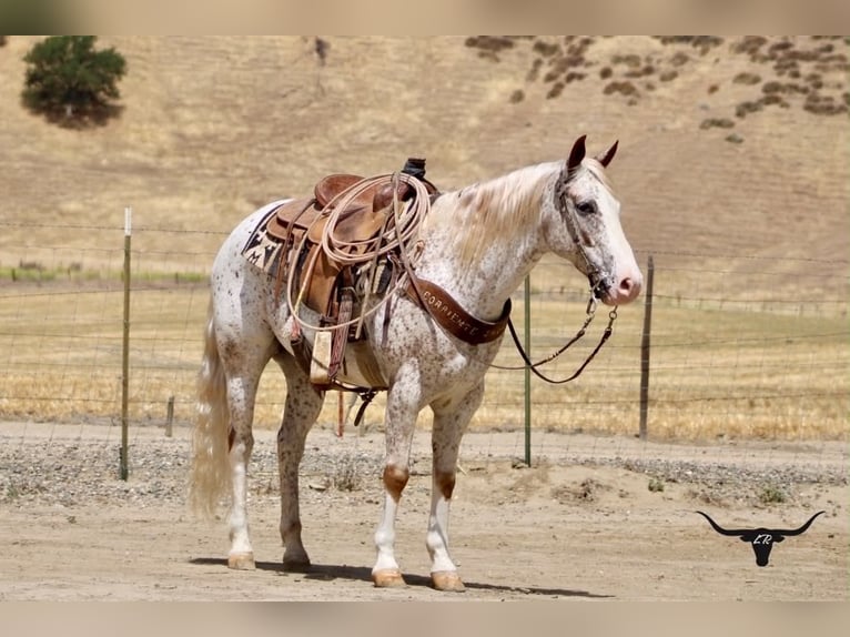 Appaloosa Wallach 9 Jahre 150 cm Rotfuchs in Tres Pinos