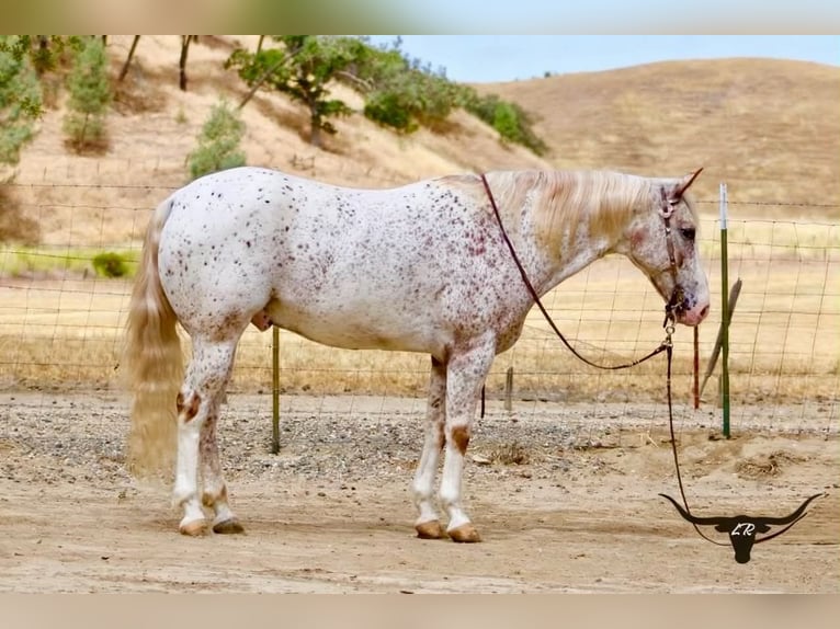 Appaloosa Wallach 9 Jahre 150 cm Rotfuchs in Tres Pinos