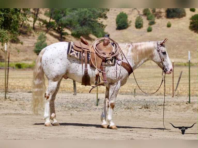 Appaloosa Wallach 9 Jahre 150 cm Rotfuchs in Tres Pinos