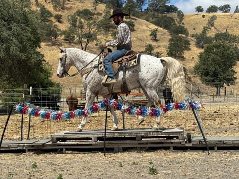 Appaloosa Wallach 9 Jahre 150 cm Rotfuchs in Tres Pinos