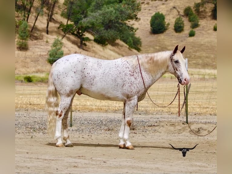 Appaloosa Wallach 9 Jahre 150 cm Rotfuchs in Tres Pinos