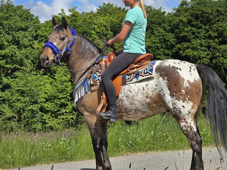 Appaloosa Wallach 9 Jahre 151 cm Tigerschecke in Linkenbach