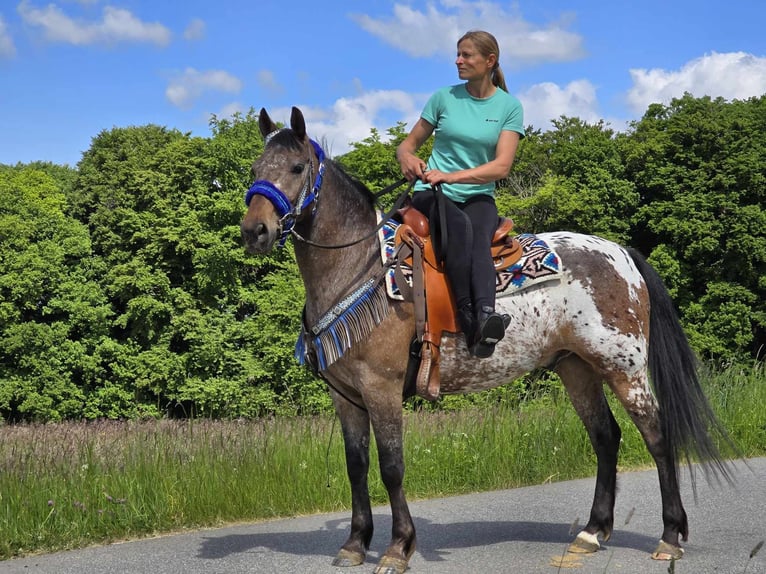 Appaloosa Wallach 9 Jahre 151 cm Tigerschecke in Linkenbach