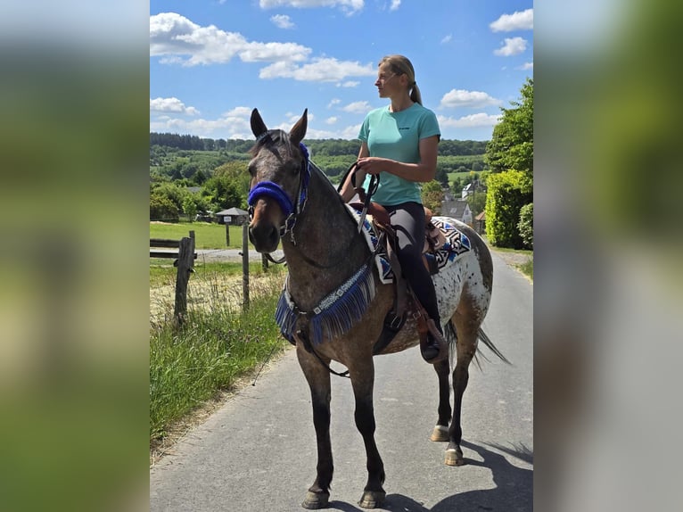 Appaloosa Wallach 9 Jahre 151 cm Tigerschecke in Linkenbach