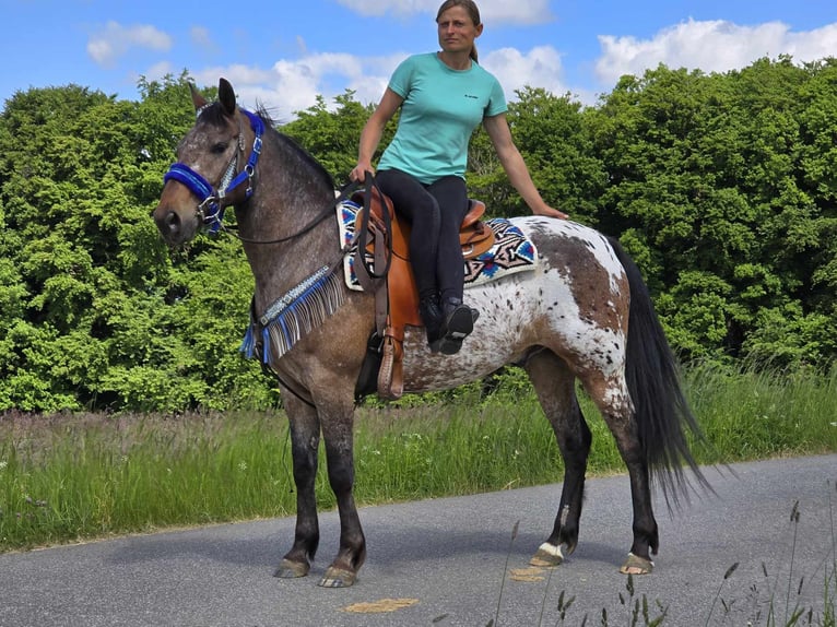 Appaloosa Wallach 9 Jahre 151 cm Tigerschecke in Linkenbach