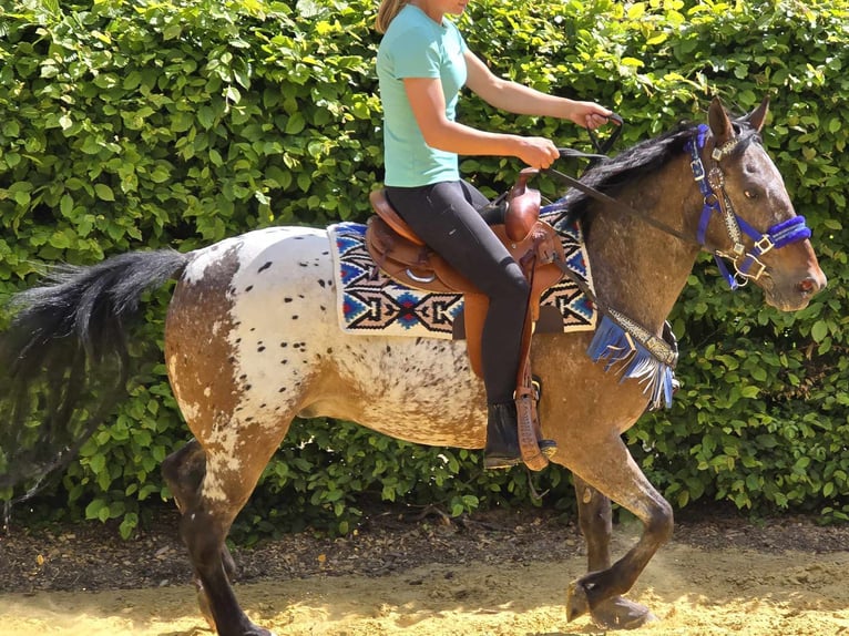 Appaloosa Wallach 9 Jahre 151 cm Tigerschecke in Linkenbach